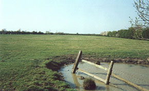The Pond in the Big Field